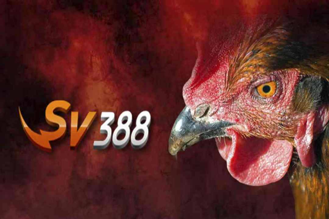 Sv388 quy tụ nhiều loại hình chơi đá gà trực tuyến